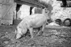Schweinehaltung während des Ersten Weltkriegs in einem ländlichen Bauernhof