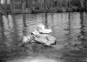 Soldat im Wasser während des Ersten Weltkriegs, Rouvroy und Ardenie