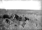 Soldat im Ersten Weltkrieg mit einem Pferd in einem Muddy Trench