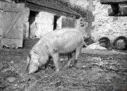 Schweinehaltung während des Ersten Weltkriegs in einem ländlichen Bauernhof