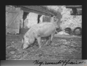 Schweinehaltung während des Ersten Weltkriegs auf einem Bauernhof in Deutschland