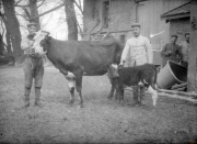 Soldaten der Ersten Weltkrieg mit einer Kuh und ihrem Kalb auf einem Bauernhof in der ländlichen Gegend