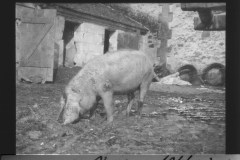 Schweinehaltung während des Ersten Weltkriegs auf einem Bauernhof in Deutschland