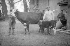 Soldaten der Ersten Weltkrieg mit einer Kuh und ihrem Kalb auf einem Bauernhof in der ländlichen Gegend