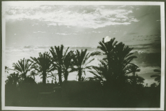Palmenlandschaft in Nordafrika