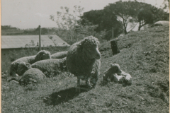 Schafherde in Ostlammern, 1944