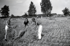 Männer bei der Getreideernte auf einem Feld