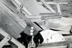 Flugzeugwrack mit Hund auf Flugplatz in Nordrussland, 1942/43