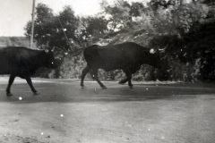 Rinder auf Straße in Nordrussland