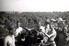 Flakgeschütz-Bedienung in Baumwollfeld