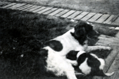 Hund in Gartenanlage mit Holzbeeten