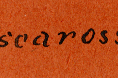 Handschriftliche Beschriftung 'Biscarosse' auf orangefarbenem Untergrund