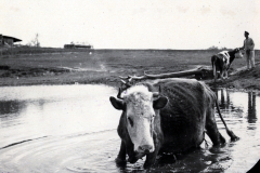 Rinder beim Tränken an Wasserstelle mit Hirte